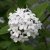 Viburnum carlesii