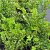 Lonicera pileata