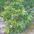 Mahonia aquifolium