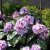 Rhododendron cataw. Blue Peter