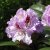 Rhododendron cataw. Blue Peter