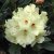 Rhododendron yak. Flava, Rododendron