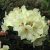 Rhododendron yak. Flava, Rododendron