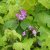 Rubus odoratus