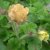Geum hybr. Beach House Apricot, Trädgårdsnejlikrot