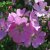 Malva moschata