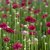 Armeria pseudarmeria Ballerina Red, Bredbladig Trift, P9cm