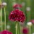 Armeria pseudarmeria Ballerina Red, Bredbladig Trift, P9cm