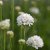 Armeria pseudarmeria Ballerina White, Bredbladig Trift, P9cm