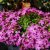 Saponaria hybr. Bressingham