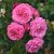 floribunda Haga Slott ™ (Cardiff, Poulcas028), Floribundaros, C4