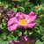 Rosa moyesii Marguerite Hilling