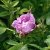 Rosa rugosa Wasagaming