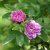 Rosa majalis foecundissima