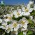 Malus toringo var. sargentii Eskilstuna E, Bukettapel, busk C3,5