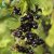 Ribes nigrum Narve Viking ® E, Svarta Vinbär, busk C3,5