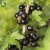 Ribes nigrum Polar E, Svarta Vinbär