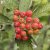 Sorbus mougeotii fk Bälinge E