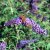 Buddleja davidii Nanho Blue, Syrenbuddleja, Fjärilsbuske, busk C3,5