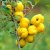 Chaenomeles japonica Fk Motala E, Liten Rosenkvitten, busk C3,5