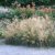 Deschampsia cespitosa Goldtau