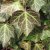 Hedera helix Baltica