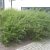 Salix purpurea Nana (Gracilis), Litet Rödvide