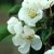 Malus × zumi Calocarpa