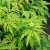 Sambucus racemosa Sutherland Gold, Druvfläder, 50-60 C6