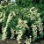 Spiraea nipponica E