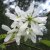 Amelanchier laevis Ballerina, Kopparhäggmispel, busk C3,5
