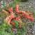 Chaenomeles japonica Fk Motala E, Liten Rosenkvitten, busk C3,5