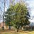 Ilex aquifolium Myrtifolia