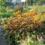 Ligularia dentata Desdemona, Klippstånds