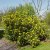 Mahonia aquifolium