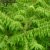 Rhus typhina f. laciniata Dissecta, Fliksumak