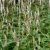 Bistorta amplexicaulis Alba