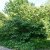 Hamamelis intermedia Westerstede