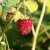 Rubus idaeus Veten E, Hallon, C2