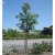 Sorbus aucuparia Västeråker E