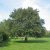 Sorbus intermedia E