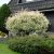 Salix integra Hakuro Nishiki