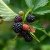 Rubus fruticosus Navaho ®