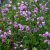 Malva moschata