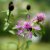 Centaurea scabiosa