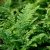 Polystichum setiferum Herrenhausen, Spetsbräken