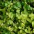 Lysimachia nummularia Aurea, Guldpenningblad, P9cm