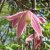 Clematis atragene Columella