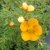 Dasiphora fruticosa Tangerine