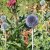 Echinops bannaticus